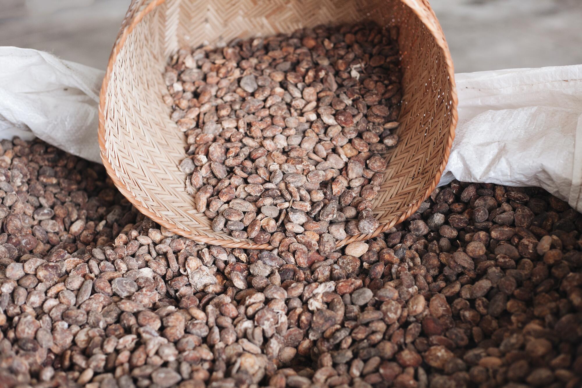 kl_cupuacu_active-ingredient_field_plant_2019 -1-